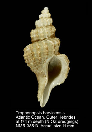 Trophonopsis barvicensis.jpg - Trophonopsis barvicensis(Johnston,1825)